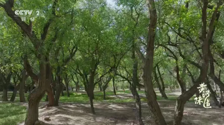 海马影院(影视播放应用) 海马影院(影视播放应用)