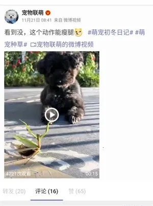 share微博最新手机版 share微博最新手机版