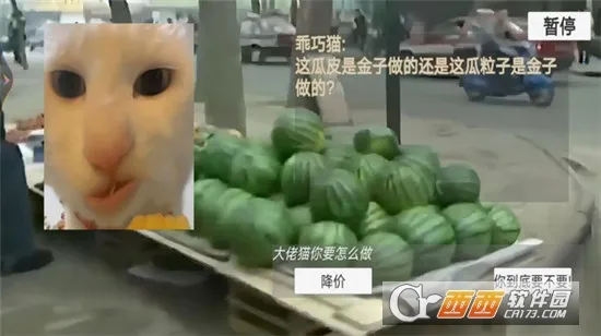 猫猫惊魂夜2025最新版本 猫猫惊魂夜2025最新版本