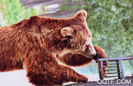 中国动物园协会 中国动物园协会