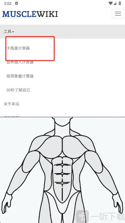 Muscle Wiki