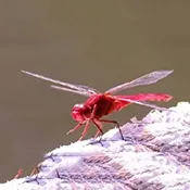 �����ѵ��Ӻ���(����ֱ��Ӧ��)v1.0 ��Ѱ�