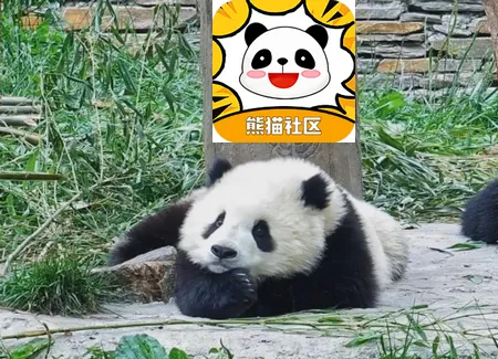 ��è����2026���ذ�װ