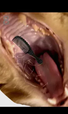 ��è��ë(è��ë������Ϸ)v1.0 ��׿��