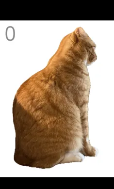 ��è��ë(è��ë������Ϸ)v1.0 ��׿��